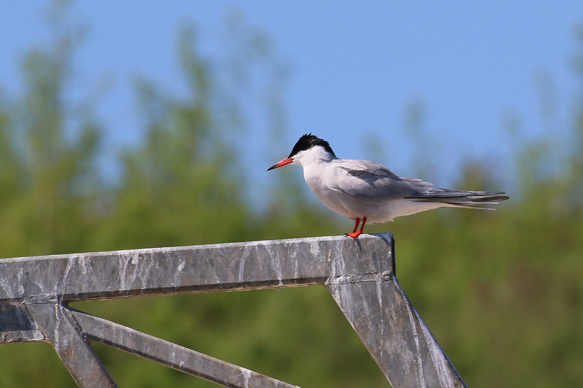 Visdief - Farne Islands